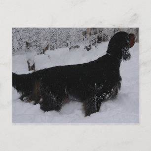 Gordon Setter Photo Postcard