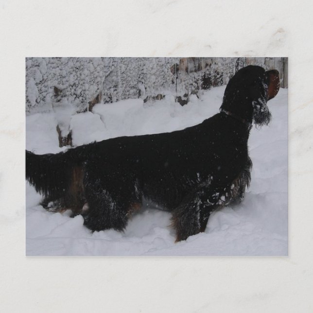 Gordon Setter Photo Postcard (Front)