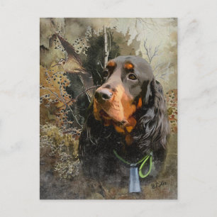 Gordon Setter Postcard