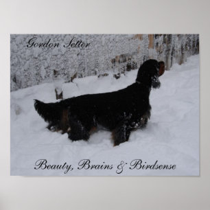 Gordon Setter Poster
