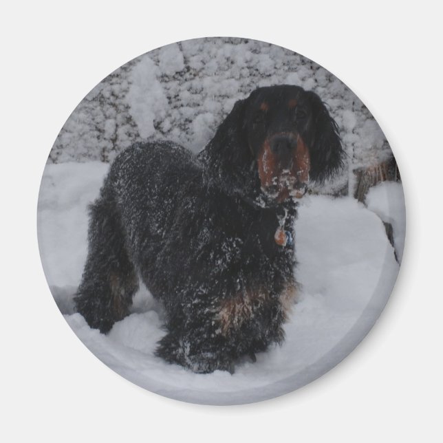 Gordon Setter Puppy Magnet (Front)