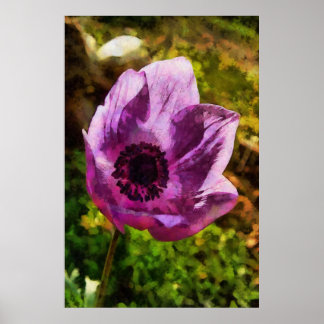 Gorgeous Anemone Coronaria Wildflower Painting Poster