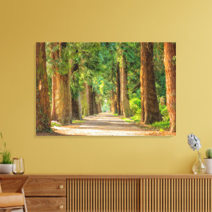 Gorgeous Avenue of Redwood Trees Canvas Print