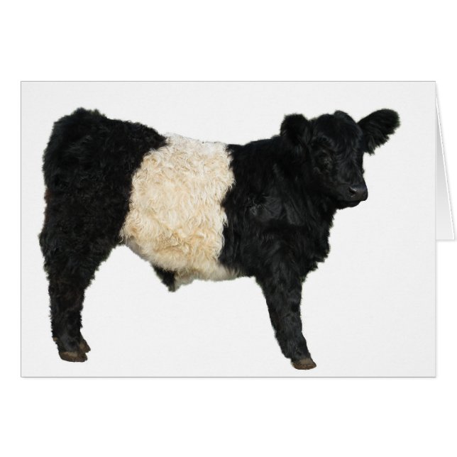 Gorgeous Belted Galloway Steer Cutout (Front Horizontal)