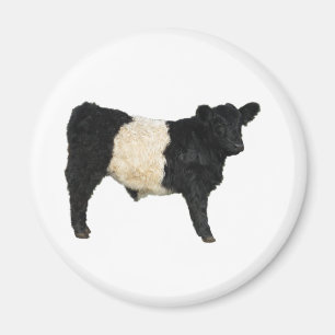 Gorgeous Belted Galloway Steer Cutout Magnet