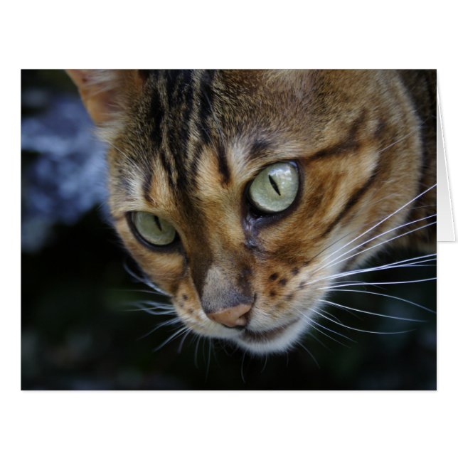 Gorgeous Bengal Cat (Front Horizontal)
