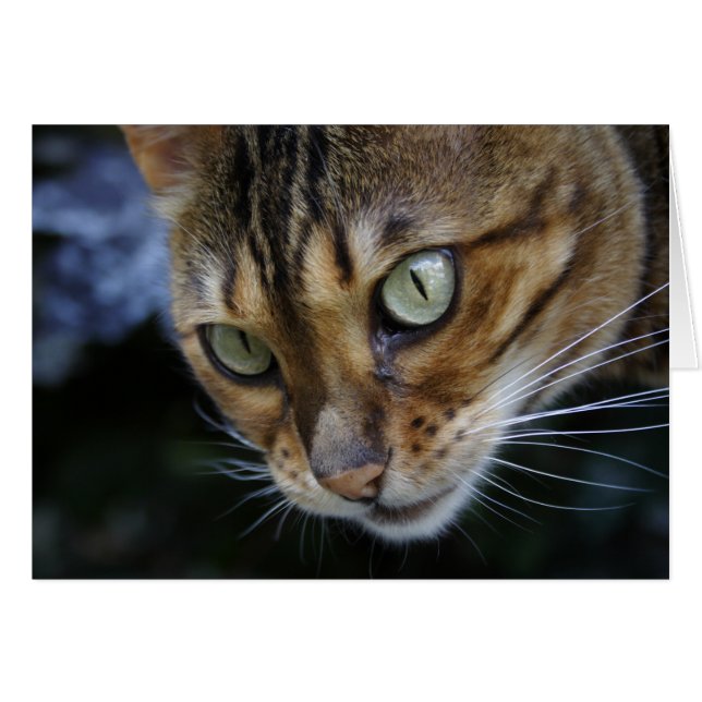 Gorgeous Bengal Cat (Front Horizontal)