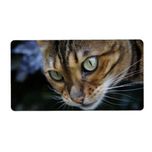 Gorgeous Bengal Cat