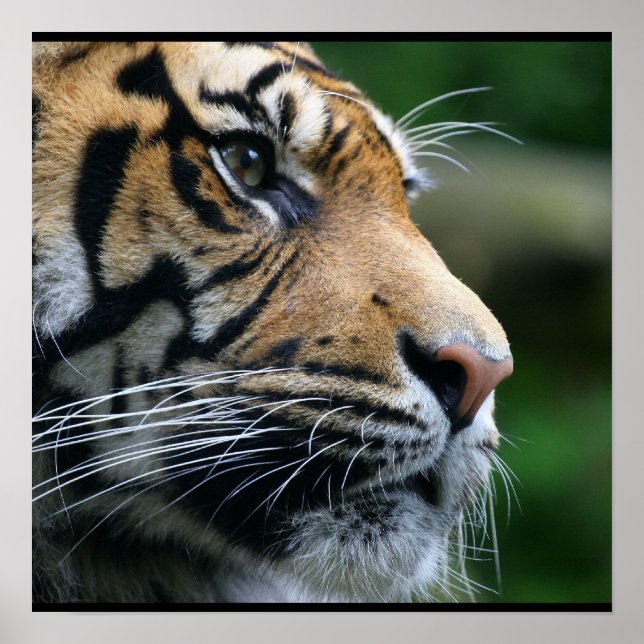 Gorgeous Bengal Tiger Face Poster (Front)