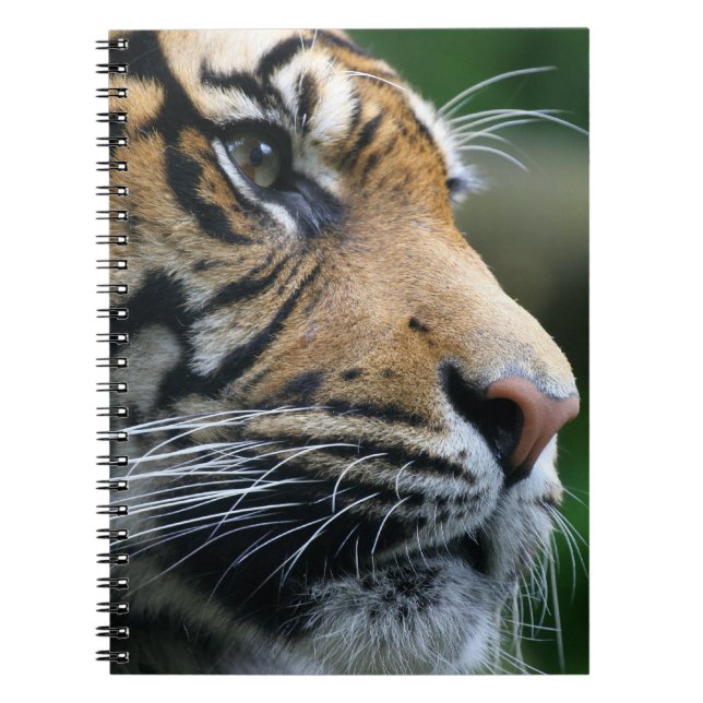 Gorgeous Bengal Tiger Face Spiral Notebook (Front)
