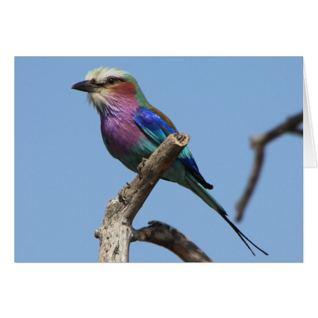 Gorgeous Bird Card (Front Horizontal)