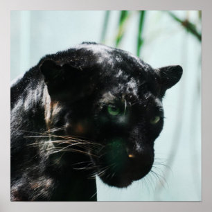 Gorgeous Black Panther Poster