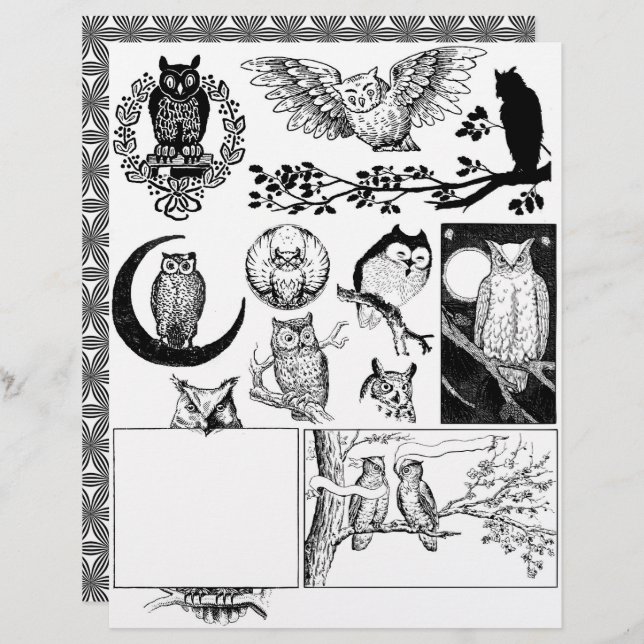 Gorgeous Black & White Line Art Drawings of Owls (Front/Back)