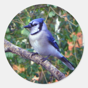 Gorgeous Blue Jay Classic Round Sticker