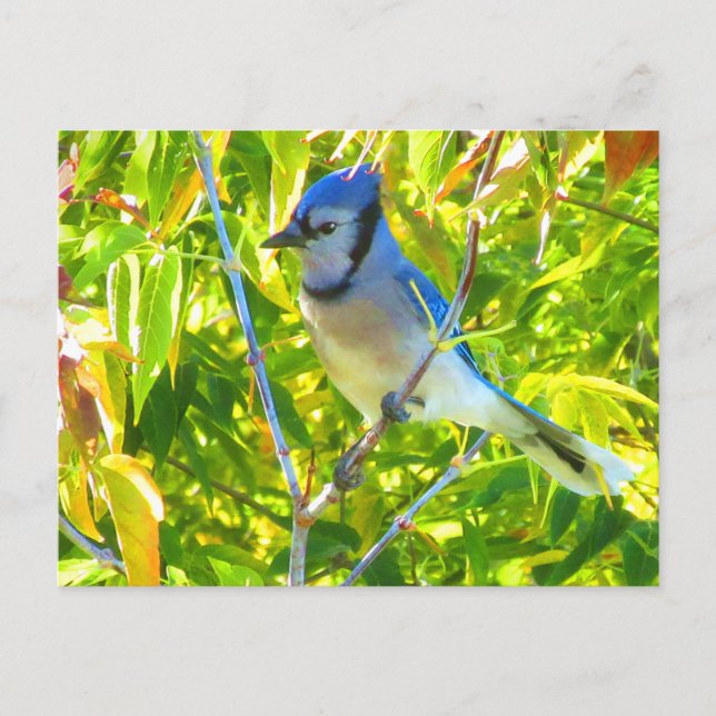 Gorgeous Blue Jay in Manitoba Maple Tree Postcard (Front)