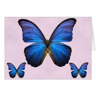 Gorgeous Blue Morpho Butterfly