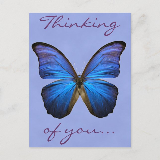 Gorgeous Blue Morpho Butterfly Postcard (Front)