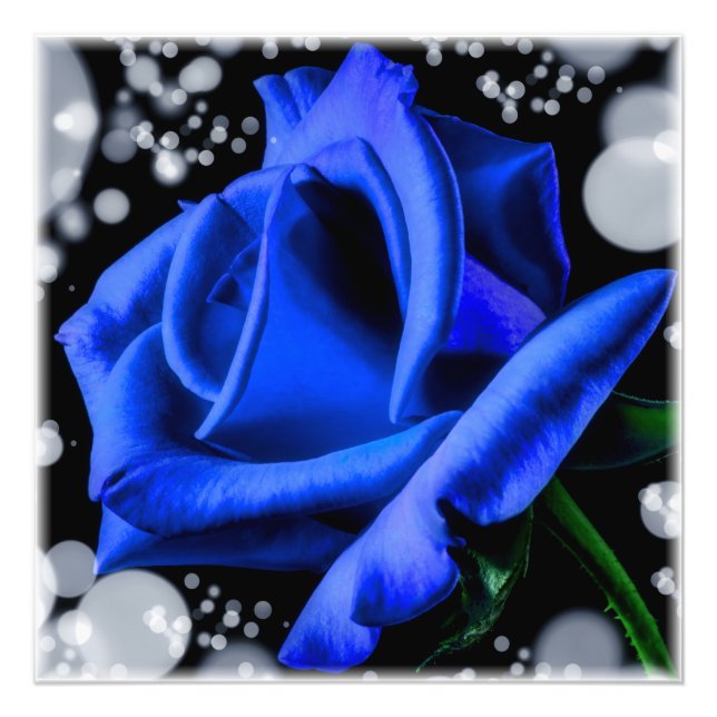 Gorgeous blue rose photo print (Front)