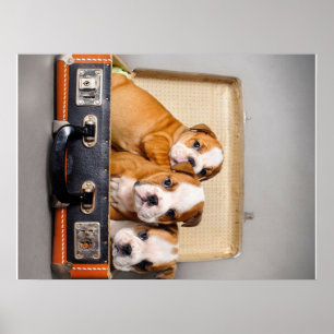 Gorgeous Bulldog Puppies Dog Lover Poster