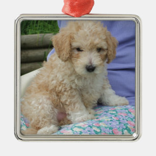 Gorgeous cavapoo puppy looking your way, isolated metal tree decoration