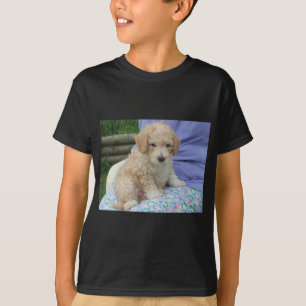 Gorgeous cavapoo puppy looking your way, isolated T-Shirt