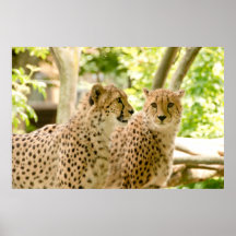 Gorgeous Cheetah Beautiful Cat Photo Poster