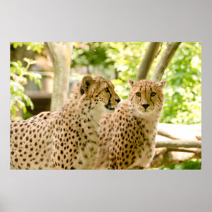 Gorgeous Cheetah Beautiful Cat Photo Poster