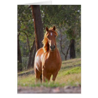 Gorgeous Chestnut Brown Horse in Field
