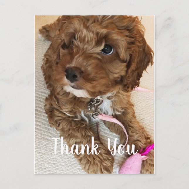 Gorgeous Cockapoo Puppy Thank You Card (Front)