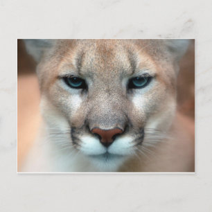 GORGEOUS COUGAR POSTCARD