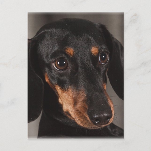 Gorgeous dachshund portrait postcard (Front)