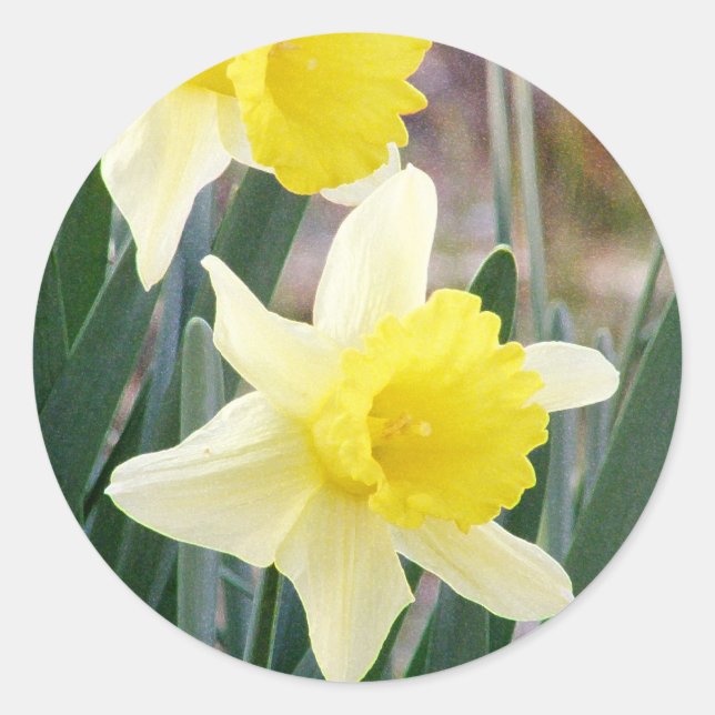 Gorgeous Daffodils Classic Round Sticker (Front)