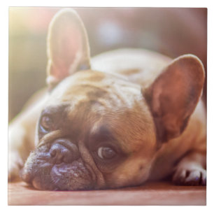 Gorgeous french bulldog lying down tile