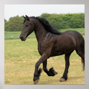 Gorgeous Friesian Horse Poster