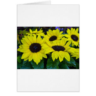 GORGEOUS GARDEN SUNFLOWERS