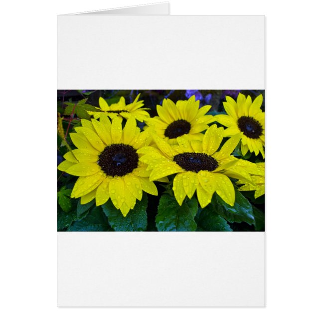GORGEOUS GARDEN SUNFLOWERS (Front)