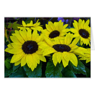 GORGEOUS GARDEN SUNFLOWERS