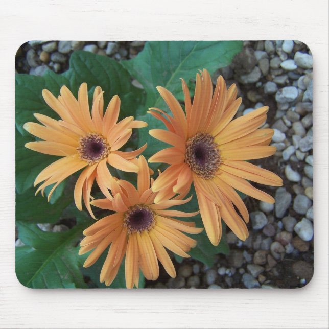 Gorgeous Gerber Daisy Mousepad (Front)