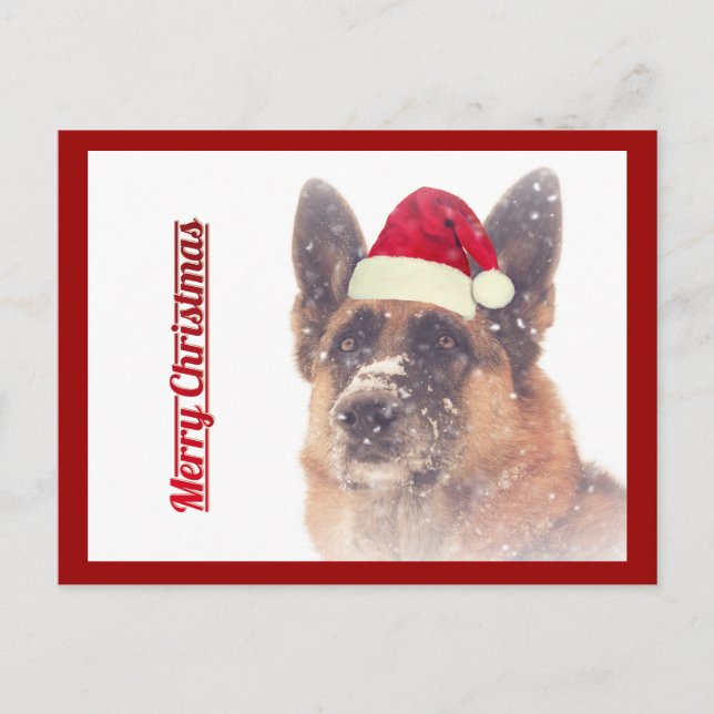 Gorgeous German Shepherd Holiday Postcard (Front)