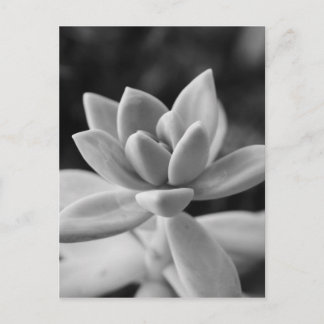 Gorgeous Ghost Plant Succulent Postcard