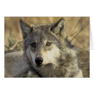 Gorgeous Grey Wolf
