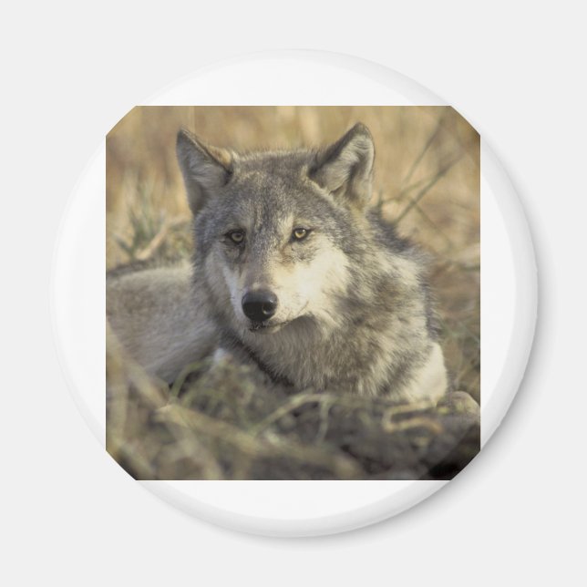 Gorgeous Grey Wolf Magnet (Front)