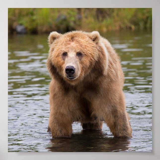 Gorgeous kodiak brown bear poster (Front)