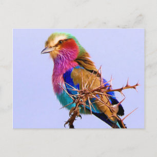 Gorgeous Lilac-Breasted Roller African Bird Holiday Postcard