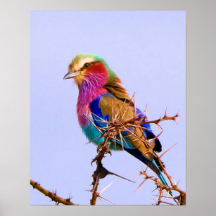 Gorgeous Lilac-Breasted Roller African Bird Poster