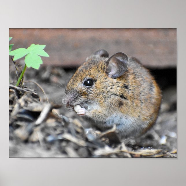Gorgeous Little Wood Mouse  Poster (Front)