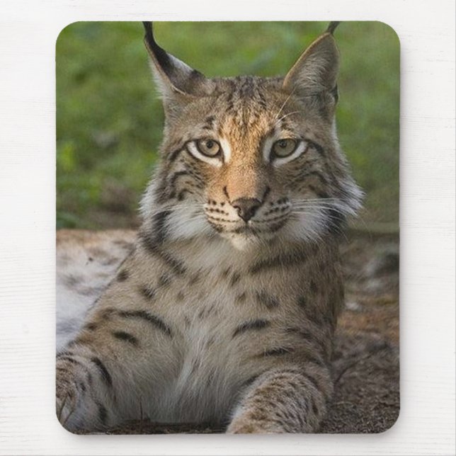 gorgeous lynx resting mouse pad (Front)