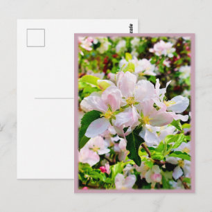 Gorgeous Malus asiatica Photo Postcard