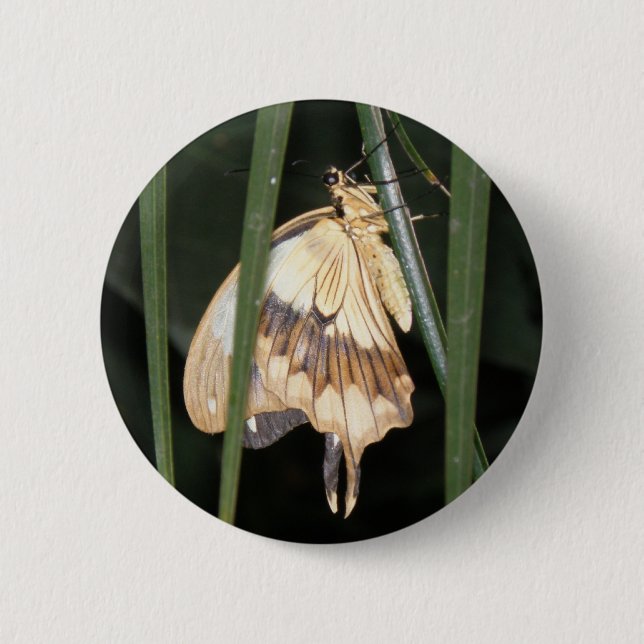 Gorgeous Moth Button (Front)