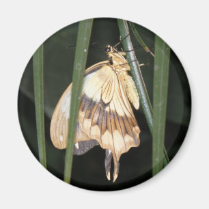 Gorgeous Moth Magnet